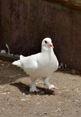 White pigeons in rural farms