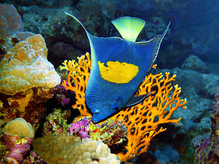 Angelfish poses very picturesque in front of a coral for this underwater photographe. A dive in the...