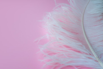 Light, delicate ostrich feather. White feather on a pink
