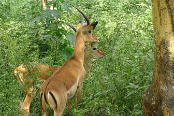 Aepyceros melampus melampus