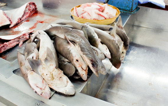 SQUALETTI al mercato del pesce di Muscat in Oman