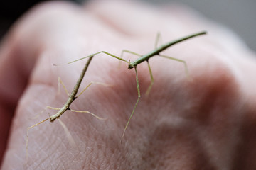 Medauroidea extradentata, commonly known as the Vietnamese or Annam walking stick, is a species of the family Phasmatidae. walking on hand