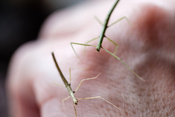 Medauroidea extradentata, commonly known as the Vietnamese or Annam walking stick, is a species of the family Phasmatidae. walking on hand