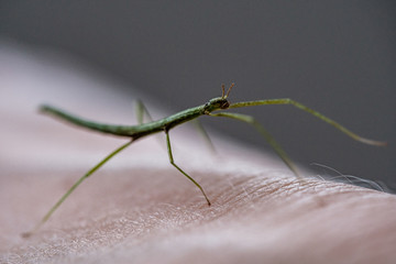 Medauroidea extradentata, commonly known as the Vietnamese or Annam walking stick, is a species of the family Phasmatidae. walking on hand