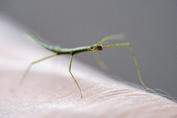 Medauroidea extradentata, commonly known as the Vietnamese or Annam walking stick, is a species of the family Phasmatidae. walking on hand