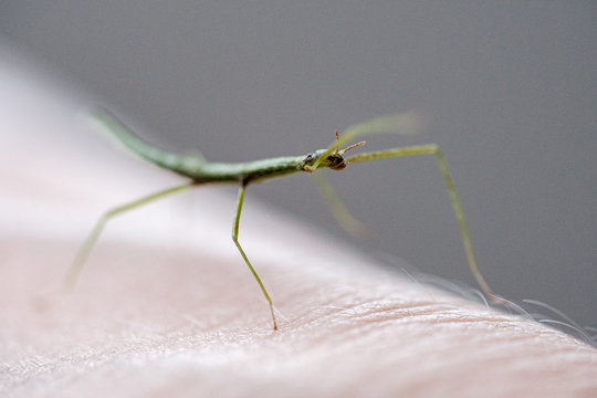 Medauroidea extradentata, commonly known as the Vietnamese or Annam walking stick, is a species of the family Phasmatidae. walking on hand