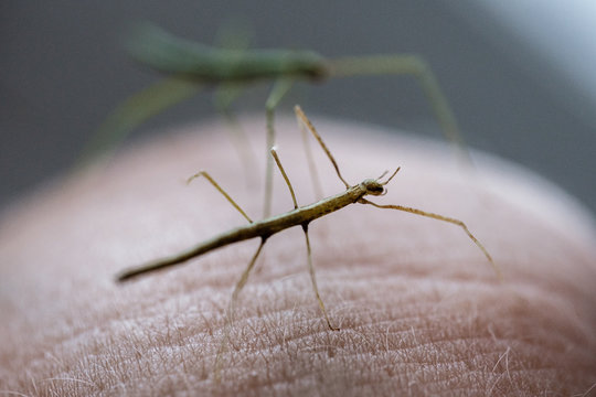 Medauroidea extradentata, commonly known as the Vietnamese or Annam walking stick, is a species of the family Phasmatidae. walking on hand