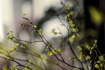 fresh green birch tree leaves and branches