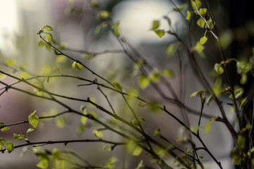 fresh green birch tree leaves and branches