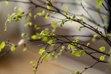 fresh green birch tree leaves and branches