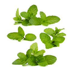Set of fresh mint leaf isolated on white background.