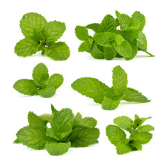 Set of fresh mint leaf isolated on white background.