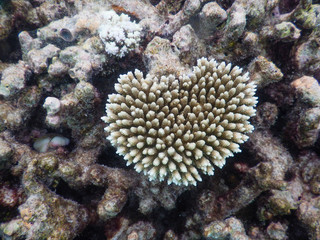 coral
