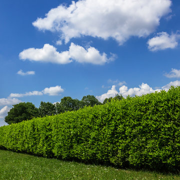 Hedge against the sky