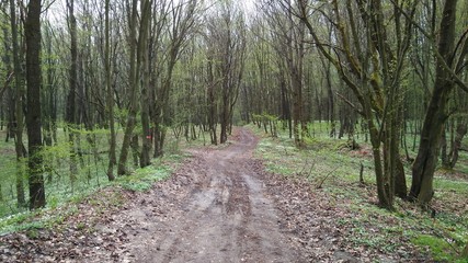 Fototapeta premium road in the forest hills