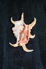 Obraz na płótnie Canvas tropical shell