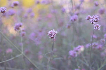 Obraz na płótnie Canvas beautiful verbena flowers made with color filters (Soft focus, Background)