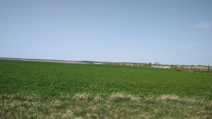 Fototapeta premium green field of grass and blue sky
