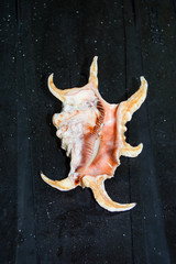 Obraz na płótnie Canvas tropical shell