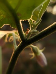 reverse macro photography