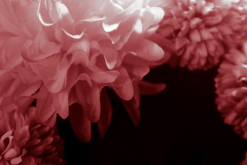 Beautiful abstract color pink and red flowers graphic on black background and light black and pink flower frame and pink leaves texture, dark background, red banner happy 