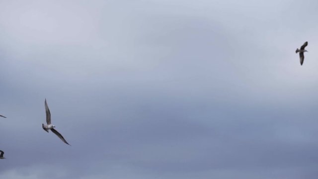 Seagulls flying overhead against grey sky. Slow motion