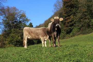 Cows with bells on green meadow in a sunny day in Liechtenstein, Europe.