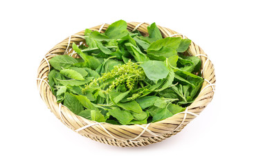 hot basil leaves medicament herb plant and favorite ingredient of thai foods