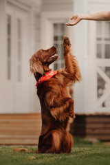 irish setter dog gives paw outdoors in summer