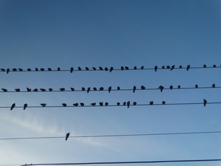 flock of birds sitting on powerline #1