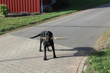 Hund mit St&ouml;ckchen