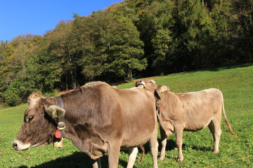 Fototapeta premium Cows with bells on green meadow in a sunny day in Liechtenstein, Europe.