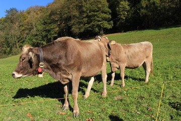 Naklejka na ściany i meble Cows with bells on green meadow in a sunny day in Liechtenstein, Europe.