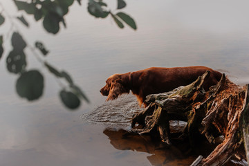 curious red irish setter dog walks into the river
