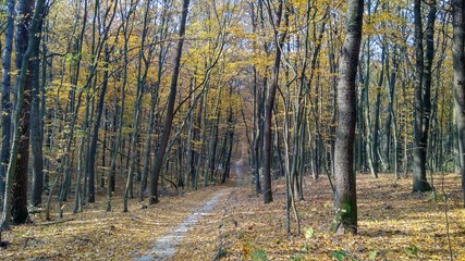 Fototapeta premium road in the autumn forest