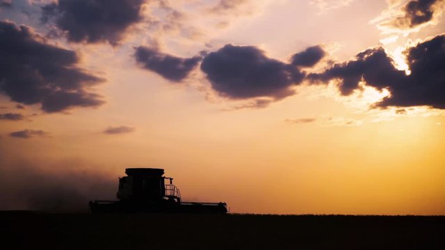 Silhouette of wheat harvest with combine