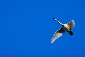 飛んでいる１羽の白鳥