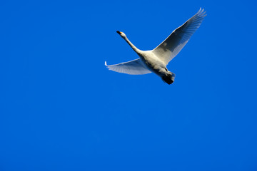 飛んでいる１羽の白鳥
