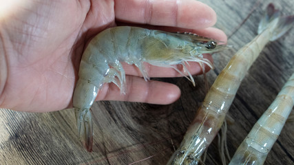 Hand holding shrimp
