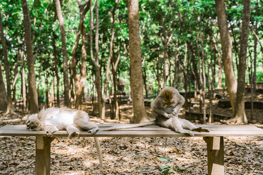 Funny monkeys relax on a bench in the monkey forest in Ubud. A monkey is sitting and a monkey is lying on a bench. Rest of animals on a hot Sunny day