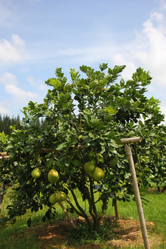 'Siam ruby' Pomelo, orchard in Pak Panung, Nakornsrithammarat, Thailand 