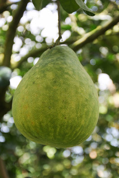 'Siam ruby' Pomelo, orchard in Pak Panung, Nakornsrithammarat, Thailand 