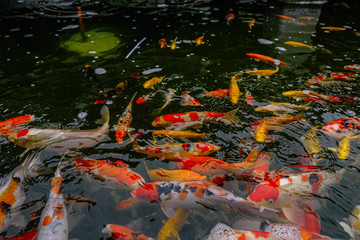 Colorful koi fish in a pond