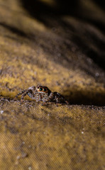 reverse macro photography