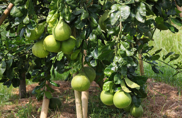 'Siam ruby' Pomelo, orchard in Pak Panung, Nakornsrithammarat, Thailand 