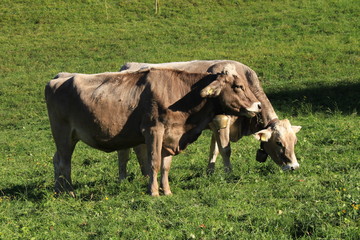Cows with bells on green meadow in a sunny day in Liechtenstein, Europe.