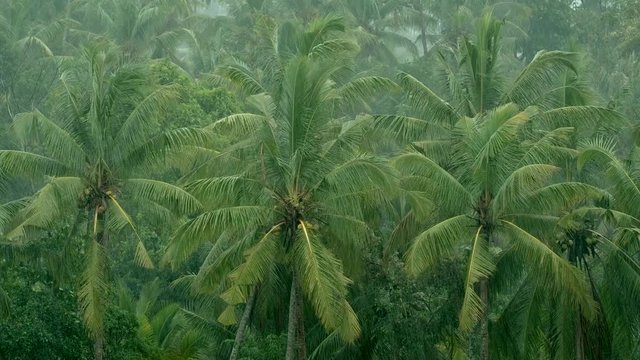 Rain in a tropical forest in Bali, Indonesia. Rainy palms. Rainy weather. Tropics rain. Green background. Coconuts. Leafes.