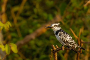 A female Pied Kingfisher (Ceryle rudis) sitting on a branch above the Nile, Murchison Falls...