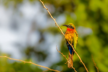 The red-throated bee-eater (Merops bulocki) sitting on the branch, Murchison Falls National Park, Uganda.
