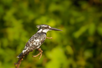 A female Pied Kingfisher (Ceryle rudis) sitting on a branch above the Nile, Murchison Falls National Park, Uganda. 